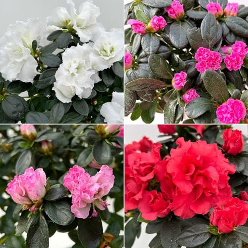 Azalee, Stämmchen, Farbe zufällig, gefüllt, im Übertopf Vibes weiß, Topf-Ø 13cm