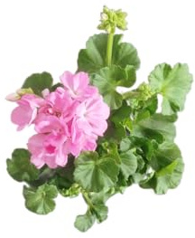 DECOALIVE Geranio Rosa – Planta Natural de Exterior – Fácil Cuidado y Floración Prolongada
