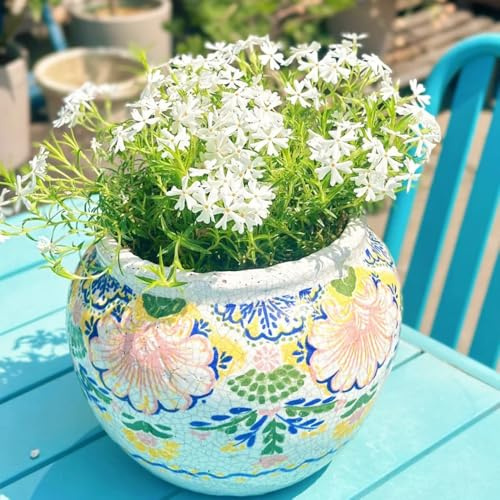 semi di flox da tappeto perenni decorativi resistenti al balcone flox da tappeto per luoghi soleggiati da balcone perenni resistenti 200pcs