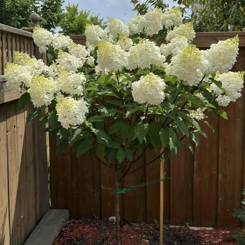 hortensia panícula - jardín decorativa jardín que prefieren la sombra, 2Plantas