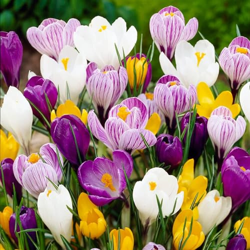 Mélange de bulbes de crocus géants, 100 bulbes exclusifs, mélange de 5 variétés provenant de Hollande, véritables fleurs/oignons de crocus vivaces et résistants à l'hiver