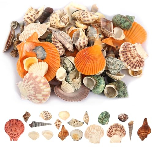 GOSHIES Muscheln Gemischt 500g Muscheln Deko Natürliche Muscheln de Verschiedene Größen, Perfekt für Party Hochzeit Dekor, DIY Kunsthandwerk