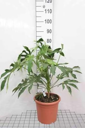 Fatsia poly. 'Green Fingers' - Aralie Du Japon, Fatsie Du Japon 60- + cm en pot