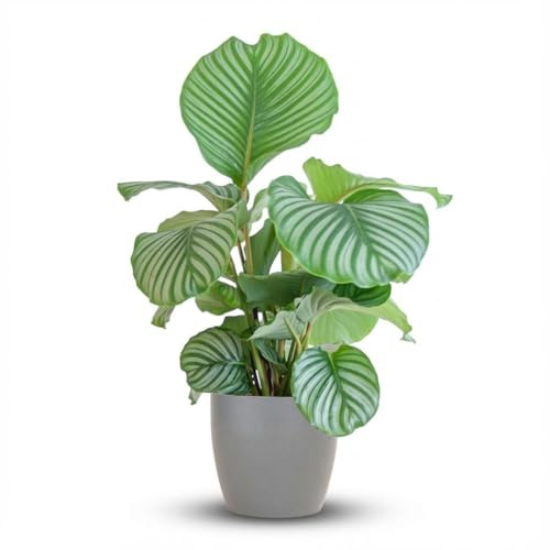 Green boutiQ - Plante d'intérieur - Plante Paon - Calathea Orbifolia - Vert - Peu d'entretien - 1 Plante - avec Pot Potter Gris - Pot 21cm - Hauteur 60-70cm