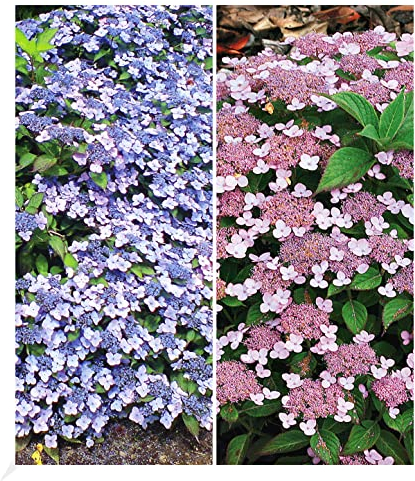 BALDUR Garten Zwerg-Hortensien-Kollektion 2 Pflanzen, 1 Pflanze, Zwerg-Hortensie Koreana und 1 Pflanze, Lace Delight Hydrangea winterhart Bodendecker Hydrangea marcrophylla & serrata, blühend