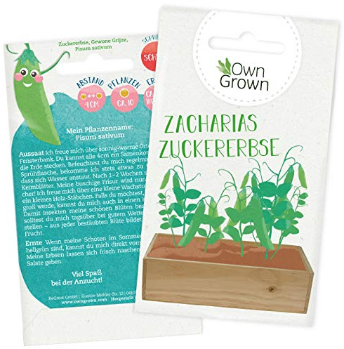 Zuckererbsen Samen für ca 10x Zuckerschoten Pflanze: Premium Zucker Erbsen Samen für Kinder und Erwachsene – Zacharias Zuckererbse – Gemüse Saatgut für Kids – Gemüse von OwnGrown