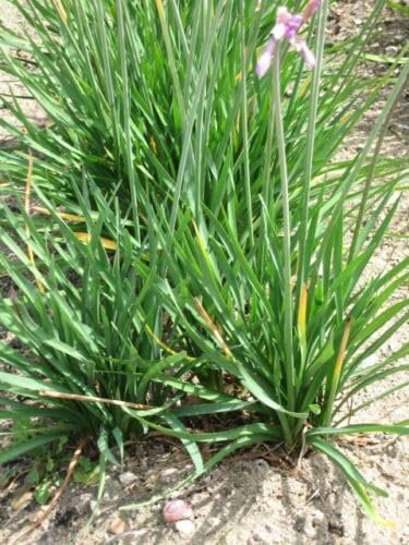 Buy4seeds Organic Garlic/Chinese Chives 300 Finest Seeds Easy to Grow Garden Yard Patio