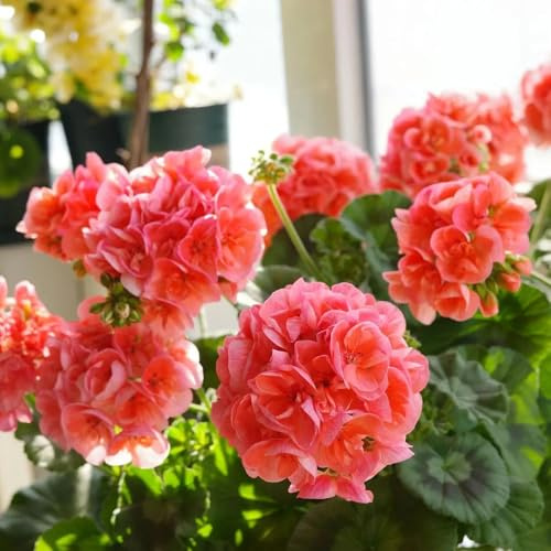 geranien, balkongarten gewächshaus balkon zimmerpflanze bodendecker stauden schnittblumen topfpflanzen deko büro dekoration wohnzimmer seltene steingarten outdoor rankpflanzen 400samen