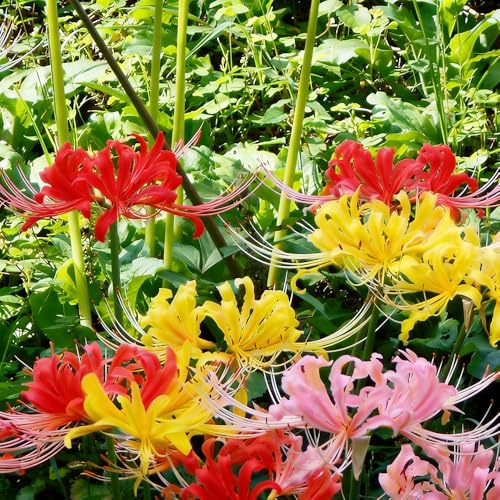 bulbos Lirio araña - Lycoris radiata de balcón jardín del balcón decoración jardín silvestres 5pcs
