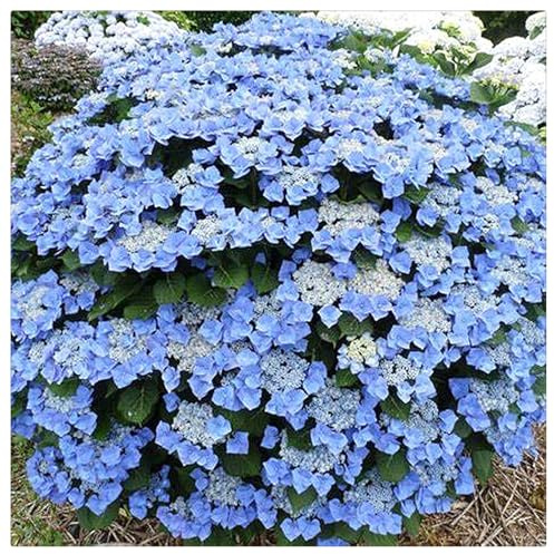 Hydrangea Bulbs UK,Excellent Display,Potted-Plants-Rhizome,Hydrangea Plants for Garden-2bulbs-H