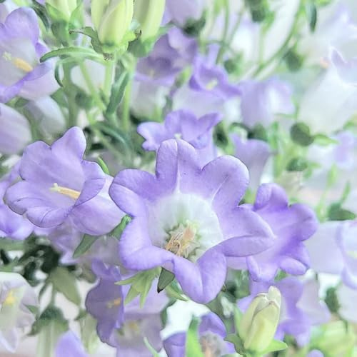 semi di campanula - campanula media - giardino roccioso resistenti di campanula, luoghi soleggiati all'esterno decorativi resistenti 600pcs