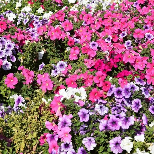petunia semillas silvestres primavera reales cortadas jardín verano decoración balcón silvestres balcón interior 350pcs