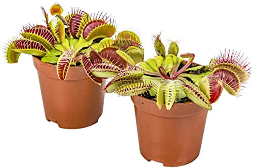 Venus Atrapamoscas Pack de 2 Unidades de Dionaea Muscipula Plantas Carnívoras Naturales