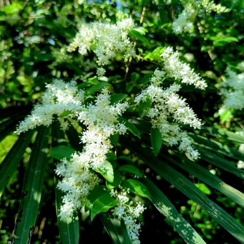 semillas de aligustre de hoja perenne - resistentes, jardín interior exóticas balcón 200pcs