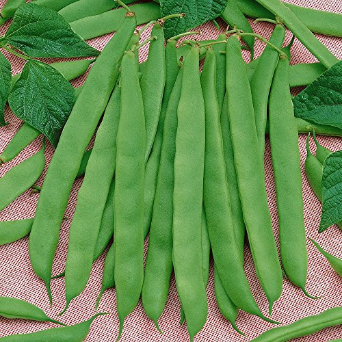 Germisem Roma Semillas de Frijol Francés 100 g