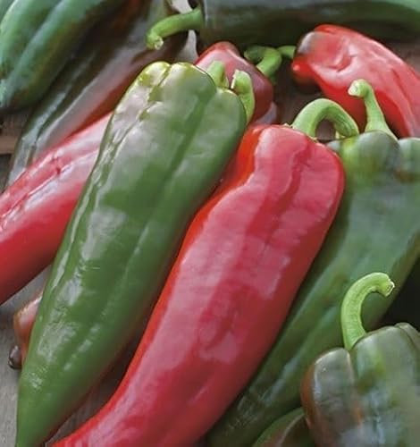 Peyca Semillas Horticolas - Pimiento cuerno de toro - Mascarell