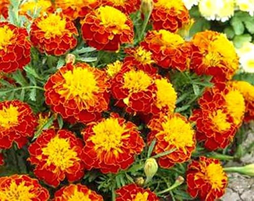 FRENCH MARIGOLD - HONEYCOMB - 350 seeds - Tagetes patula nana - Double bicolor
