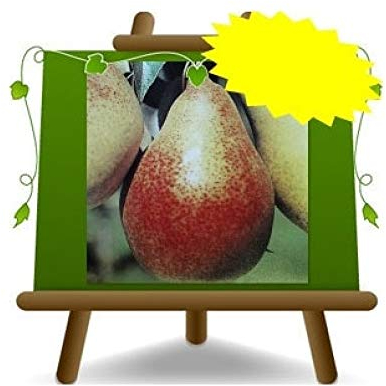 poirier poires Spadona de castel madama plante fruitière vieux sur un pot de 26 max 200 cm - 4 ans