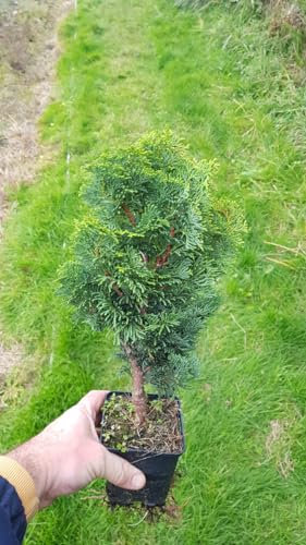 Chamaecyparis obtusa 'Nana Gracilis' / Faux cyprès d'Hinoki/Godet/Conifère