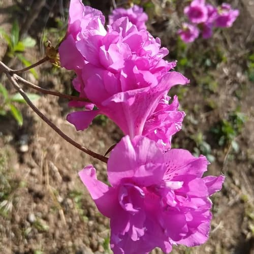 semillas de rododendro, Decoración de jardín silvestres para exteriores, azalea balcón resistentes, 10pcs