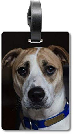 Hundemarke / Hundemarke mit dunklem Bild