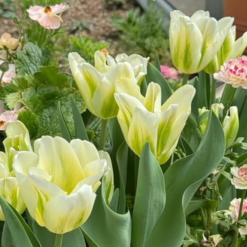 bulbi di tulipano selvatico - decorazioni giardino esterni resistenti balcone 6pcs