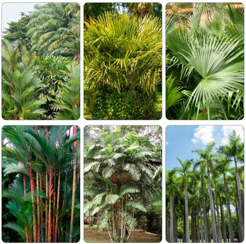 Palmensamen kletterpflanze balkon garten dachbegrünung hängepflanzen winterhart mehrjährig gartensamen stauden winterhart mehrjährig blumengarten wildkräuter gartenpflanzen 45samen