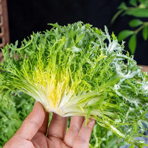comprar endivias de jardín perennes resistentes semillas de endibia Camas elevadas el jardín semillas balcón invernadero hortalizas resistentes 250Semillas