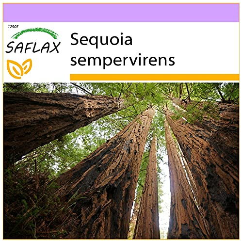SAFLAX - Küsten - Mammutbaum - 50 Samen - Sequoia sempervirens