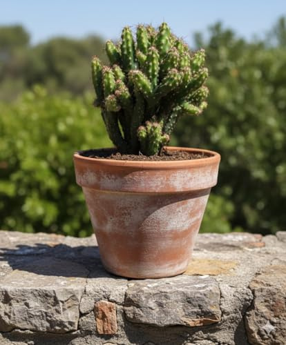 Cereus repandus,Felsenkaktus,große Pflanze,im 14er Topf,Kakteen,Sukkulente