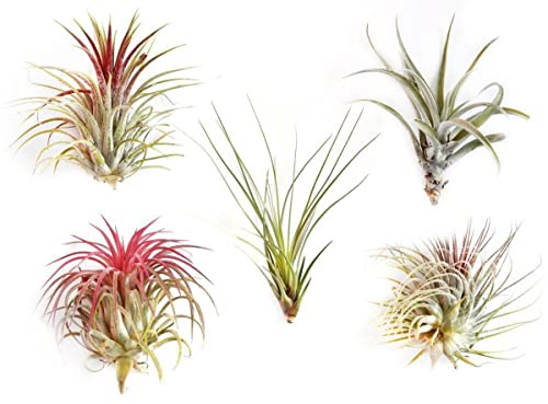 Set de 5 Plantas del Aire Vivas Plantas Naturales para Casa, DECOALIVE