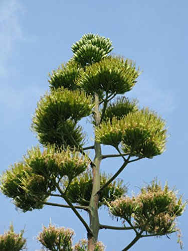 100 semi Agave americana ~ Maguey Syriup ~ grande e longevo Centuryplant