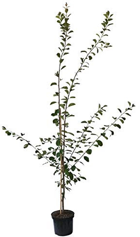 Hanita Zwetschenbaum vielseitige Pflaume Buschbaum 110-140 cm 9,5 Liter Topf Unterlage: St. Julien A