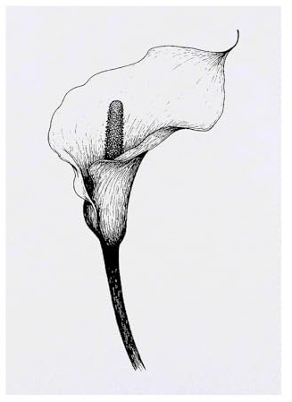 Azeeda 'Calla Lily Flower' Temporary Tattoo - Water Resistant, Skin-Safe, Non-Toxic Transfer (TO00083473)