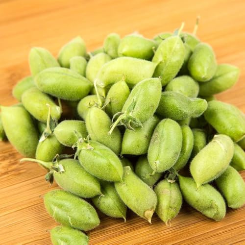 semillas de garbanzos - frijol, invierno, resistentes para el jardín, orgánicas verdes interior, raras, para 55pcs