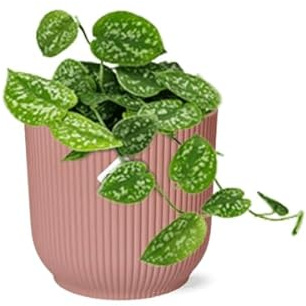 Efeutute – Scindapsus Pictus Argyraeus – Zimmerpflanze im dekorativen Topf Vibes Fold 14cm Rosa – rankende Grünpflanze & Luftreiniger – pflegeleicht