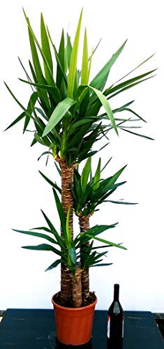POWERS TO FLOWERS - YUCCA A TRE TRONCHI XXXL, Tronchetto della felicità, pianta vera