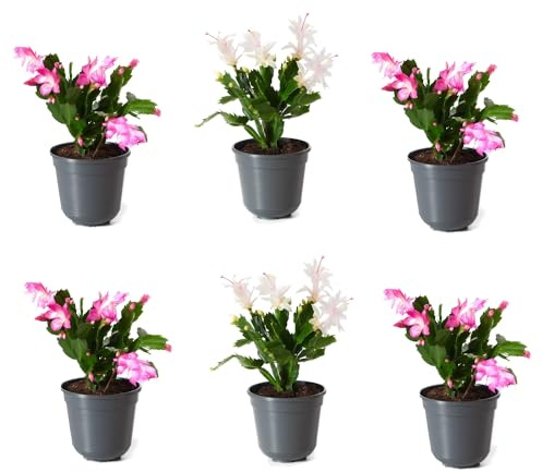 Kit de 6 Schlumbergera Naturales Cactus de Navidad de Flores Colgantes