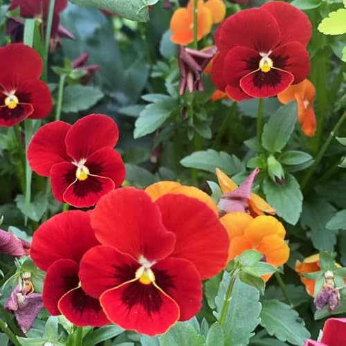 semillas pensamientos arbusto de mariposas de oficina perennes resistente bonsái verano primavera prado silvestres, siembra otoño, perenne 900pcs