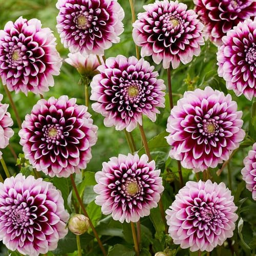 Tuberi di dalia, resistente - primaverili da giardino appartamento 3pcs