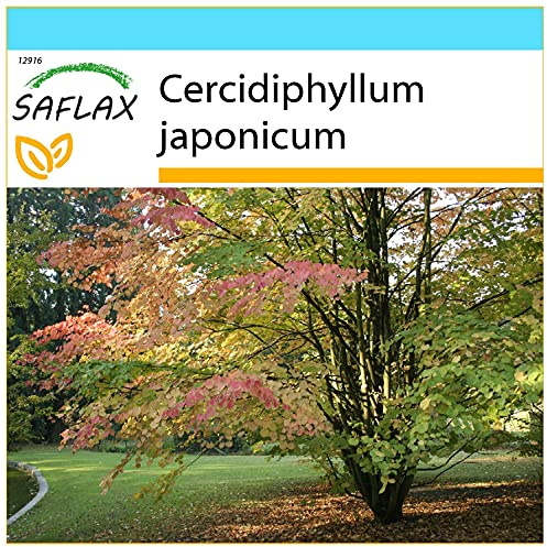 SAFLAX - Presentförpackning - Pepparkakaträd - 200 Frön - Med presentförpackning, kort, etikett och pottsubstrat - Cercidiphyllum japonicum