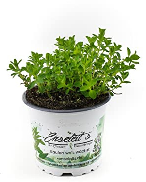 Johanniskraut Pflanze, Frische Kräuterpflanze aus Nachhaltigem Anbau