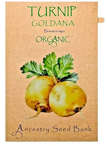 Organic Turnip ❁ Goldana ❁ x150 Seeds Heirloom - Non GMO