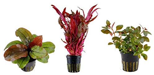 Tropica Pflanzen Set 3 schöne rote Topf Pflanzen Aquariumpflanzenset Nr.12 Wasserpflanzen Aquarium Aquariumpflanzen