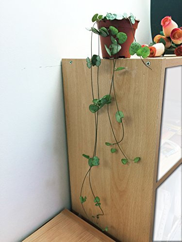 Easy Plants 1 Chain of Hearts Rosary Vine Indoor Plant in 8cm PVC Pot