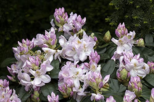 Rhododendron Hybr. 'Gomer Waterer' 30-40 cm - Rhododendron, weiße Blüten mit rosa Hauch, Blütezeit Mai-Juni, ideal für Halbschatten, winterhart und pflegeleicht