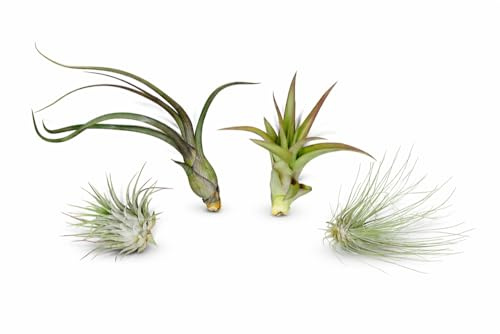 Lot de 4 Tillandsias – 4 Plantes Aériennes Différentes – Tillandsia Broméliacée – Faciles d’Entretien – 5 à 15 cm – Avec Notice d’Entretien