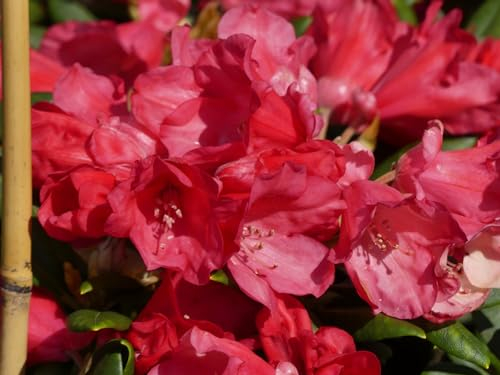 Rhododendron yakushimanum Hybride Virunga - Ball Alpenrose - 30-40 cm