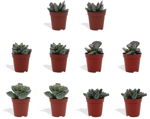 DutchLeafs Adromischus Mix 10 Stück Verschiedene Mini-Sukkulenten - Topf 5,5 cm - Crassulaceae Sukkulent Kleine Pflanzen Sammlung Pflegeleichte Zimmerpflanzen - Höhe 8-15 cm