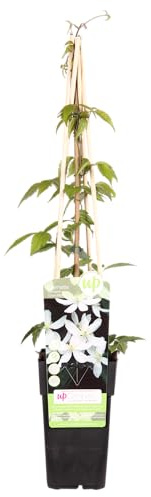 Waldrebe - Clematis Montana 'Grandiflora' – Weiße Blüten – Duftende Kletterpflanze – Ca. 65 cm hoch – Ø15 cm – Frühjahrsblüher – Schnellwachsend & winterhart